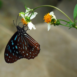 butterfly